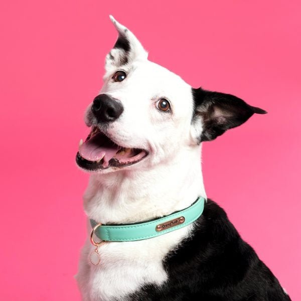ZippyPaws Vivid Collection Teal Dog Collar - 818786013516