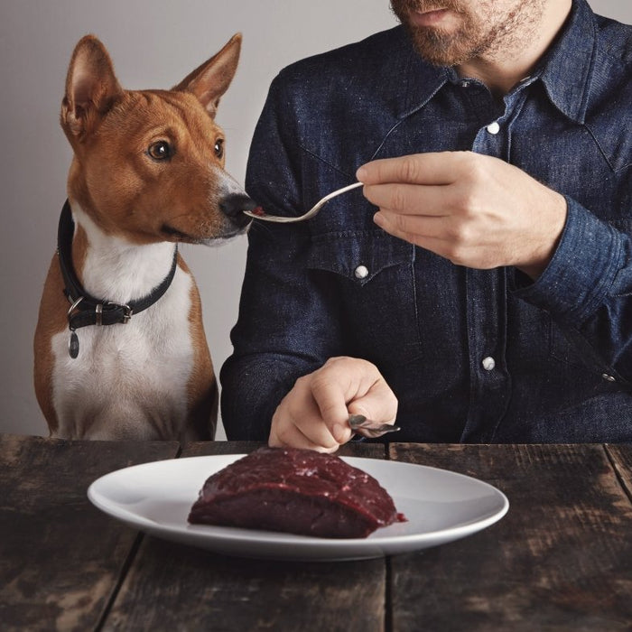 10 foods to avoid feeding your dog - AnimalWiz.com