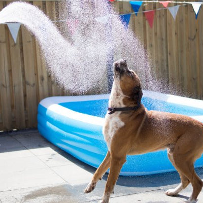 10 Tips to Beat The Heat for your Fur Baby - AnimalWiz.com
