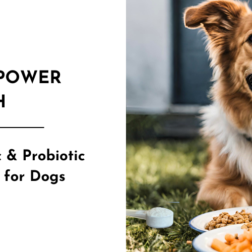 Unleash the Power of Gut Health: Wiz Basics Prebiotic & Probiotic Powder Supplement for Dogs