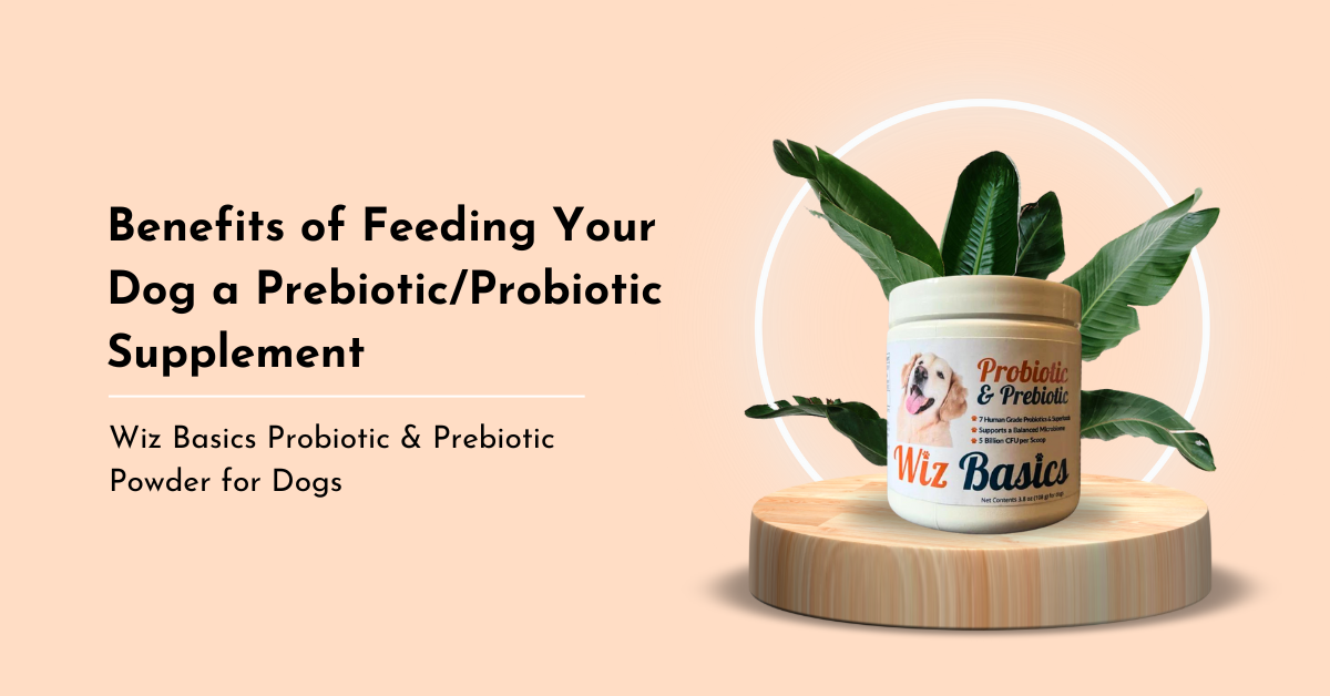 Benefits of Feeding Your Dog a Prebiotic/Probiotic Supplement