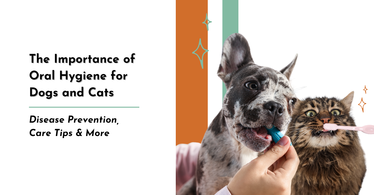 The Importance of Oral Hygiene for Dogs and Cats