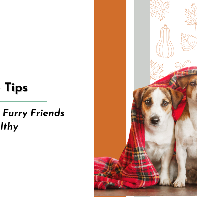 Fall Pet Healthcare Tips: Keeping Your Furry Friends Safe and Healthy