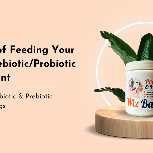 Benefits of Feeding Your Dog a Prebiotic/Probiotic Supplement