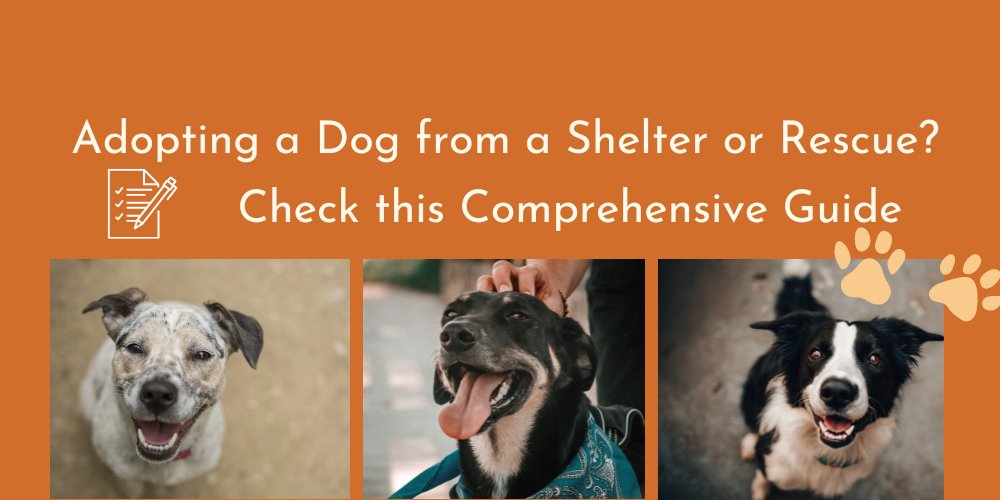 Adopting a Dog from a Shelter or Rescue? Check this Comprehensive Guide - AnimalWiz.com