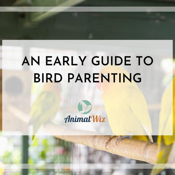 An Early Guide To Bird Parenting - AnimalWiz.com