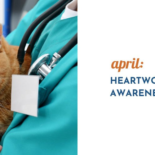 April: Heartworm Awareness Month - AnimalWiz.com