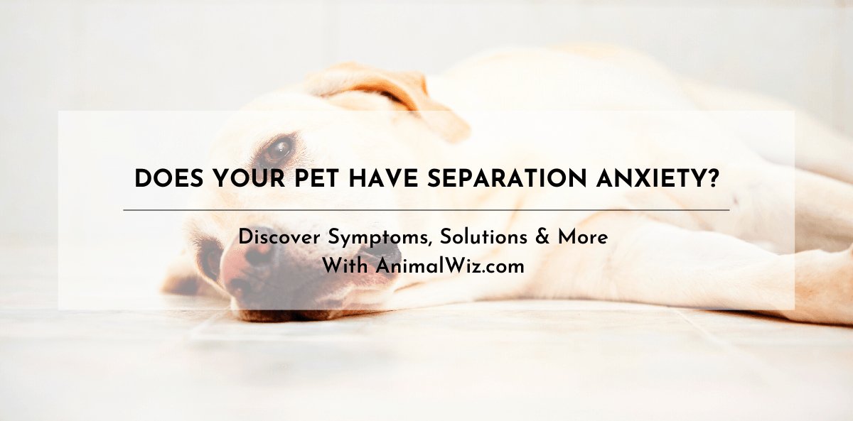DOES YOUR PET HAVE SEPARATION ANXIETY? - AnimalWiz.com