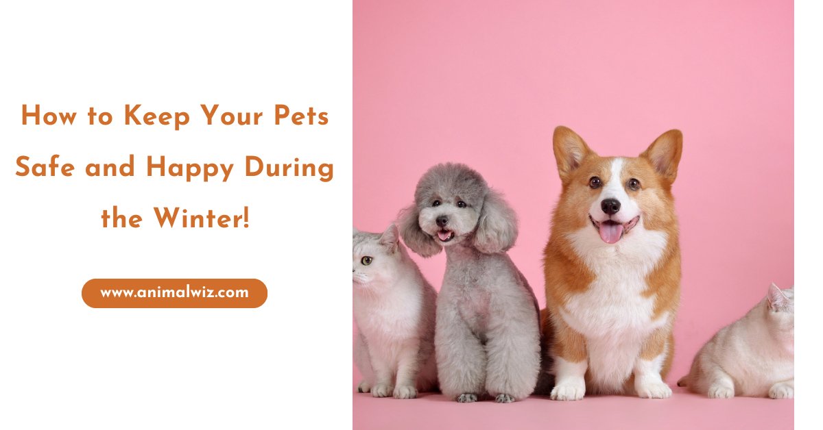 How to Keep Your Pets Safe and Happy During the Winter! - AnimalWiz.com