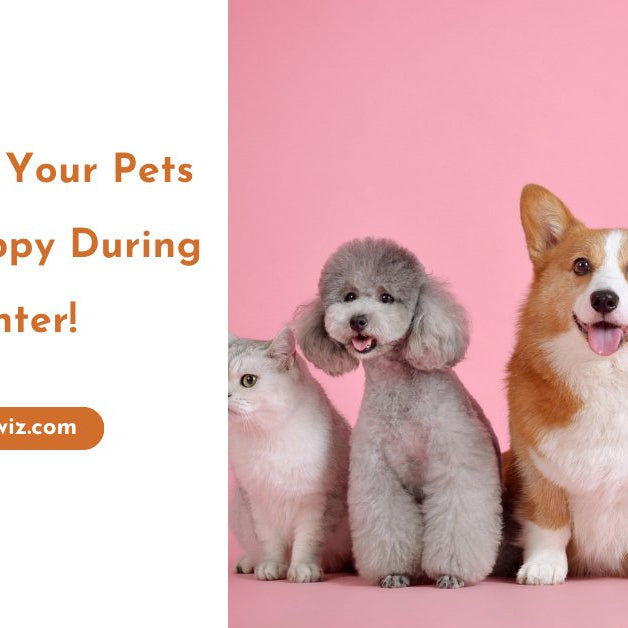 How to Keep Your Pets Safe and Happy During the Winter! - AnimalWiz.com