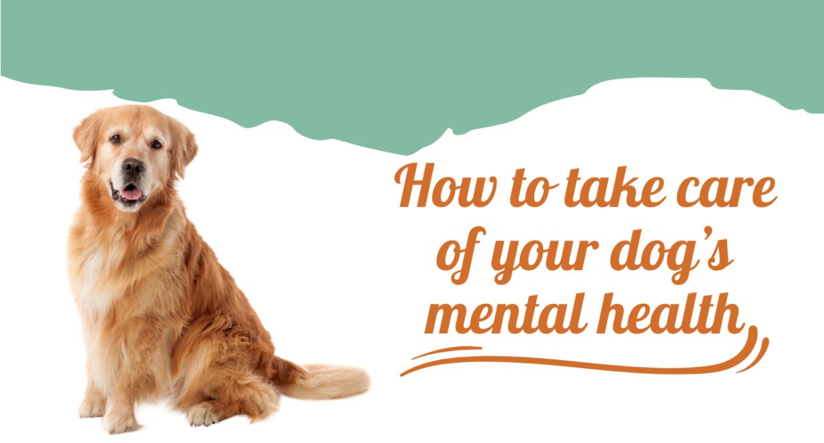 How to take care of your dog's mental health - AnimalWiz.com