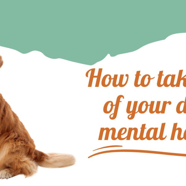 How to take care of your dog's mental health - AnimalWiz.com