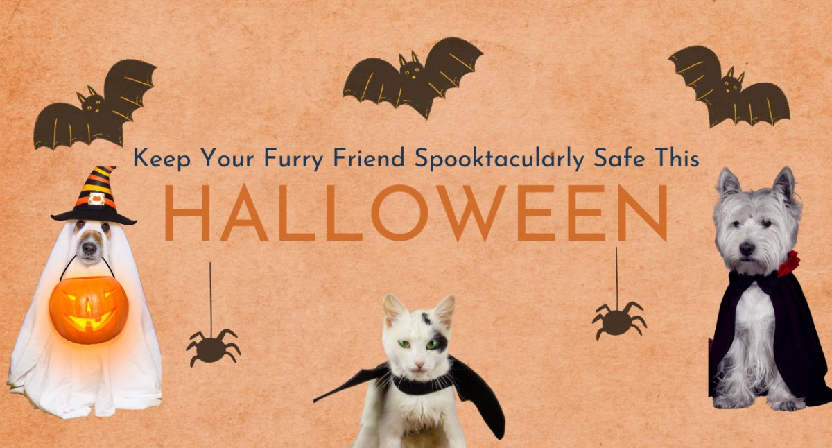 Keep Your Furry Friend Spooktacularly Safe this Halloween - AnimalWiz.com