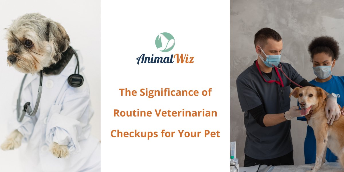 The Significance of Routine Veterinarian Checkups for Your Pet - AnimalWiz.com