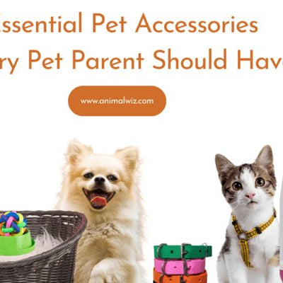 Top 10 Essential Pet Accessories Every Pet Parent Should Have - AnimalWiz.com