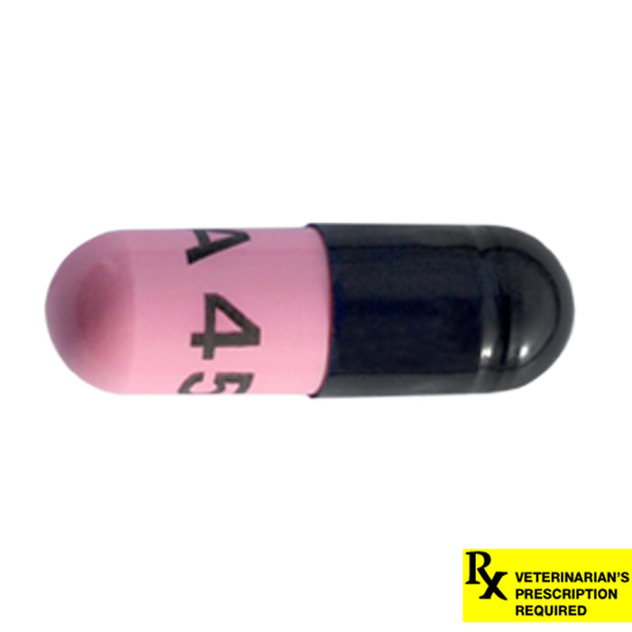 Rx Amoxicillin 500mg  x 1 capsule