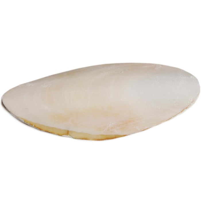 Prevue Pet Products Bulk Cuttlebone for Birds, 25pc box