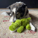 KONG Cozie Ali Alligator Plush Dog Toy Green SM - 3 - Image 5