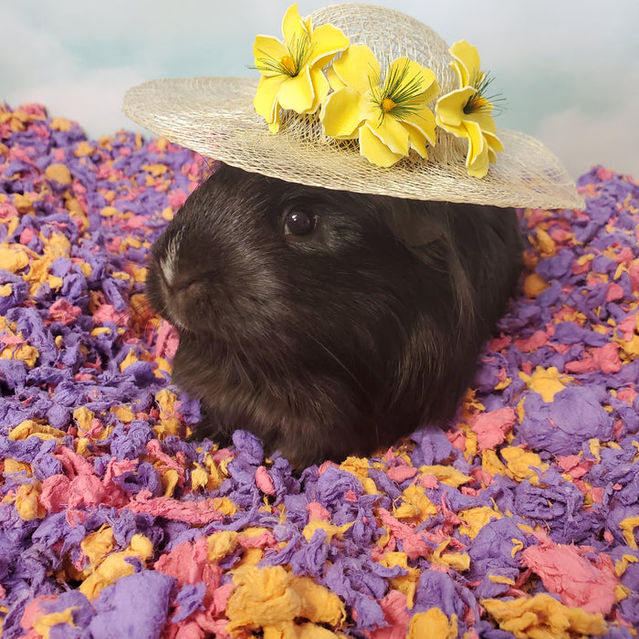 CareFRESH Special Edition Small Animal Bedding Beach Party 23L