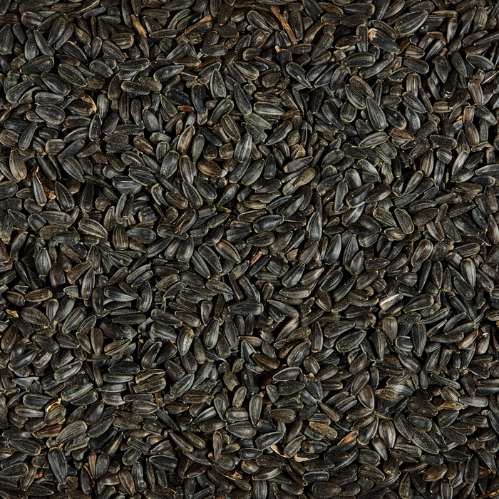 Kaytee Black Oil Sunflower 10 Pounds