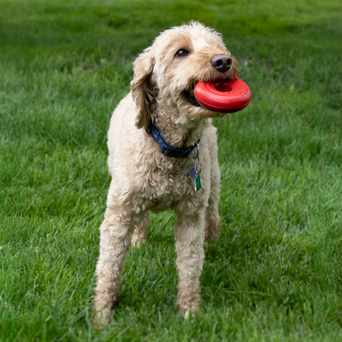 KONG Donut Dog Toy MD/LG - 10 - Image 14
