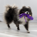 KONG Wubba Dog Toy Assorted SM - 6 - Image 8