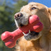 KONG Goodie Bone Dog Toy MD - 8 - Image 11