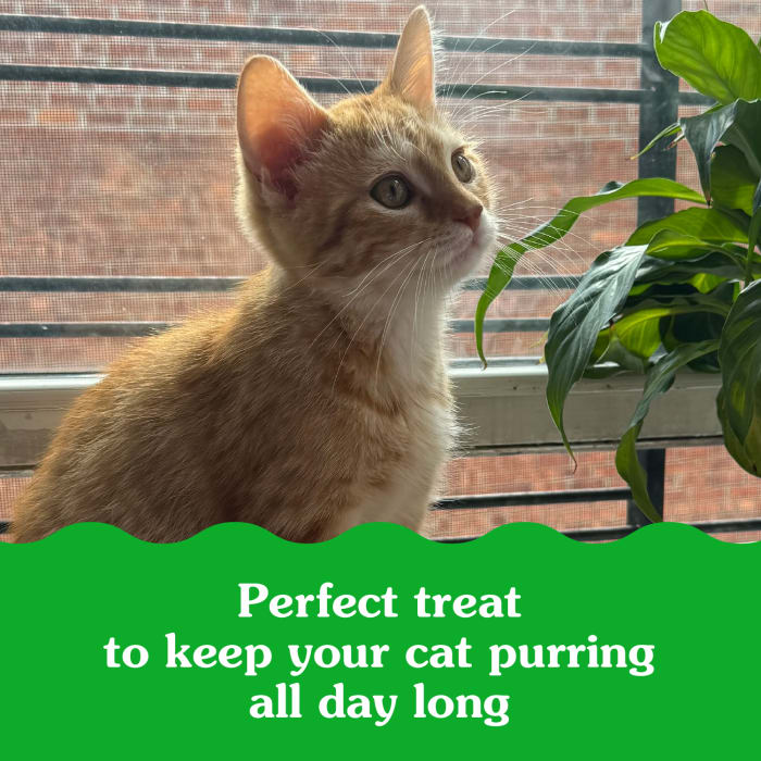 Greenies Feline Smart Bites Healthy Kitten Cat Treats Chicken 2.1oz