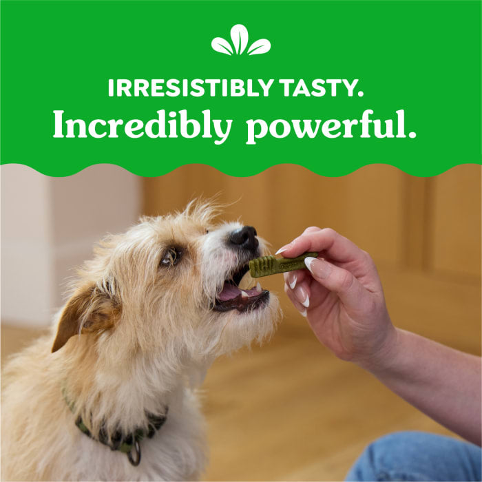 Greenies Dog Natural Dental Treats Teenie Sweet Potato 12oz (43 Treats)