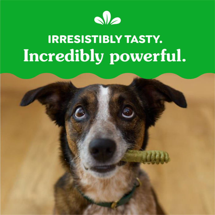 Greenies Dog Dental Treats Regular Blueberry 12oz (12 Treats)