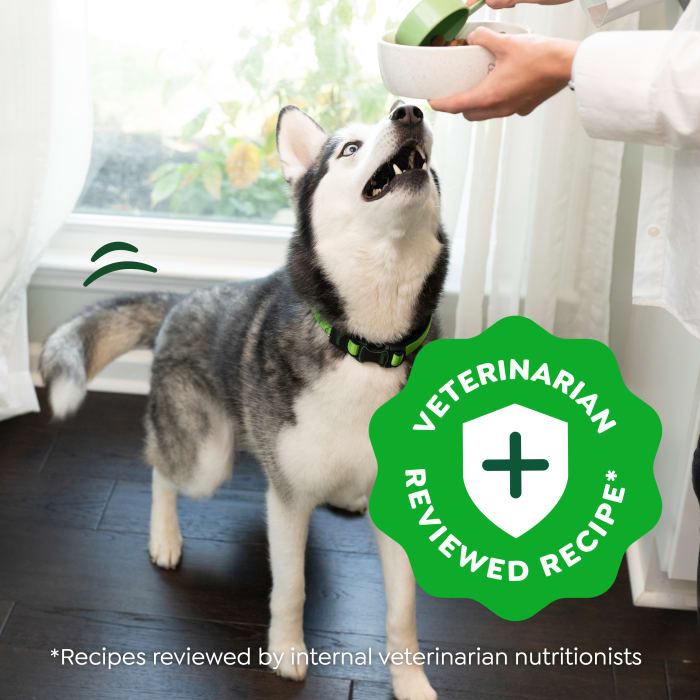 Greenies Smart Essentials Sensitive Digestion & Skin Dry Dog Food Real Lamb & Brown Rice Recipe 30lbs