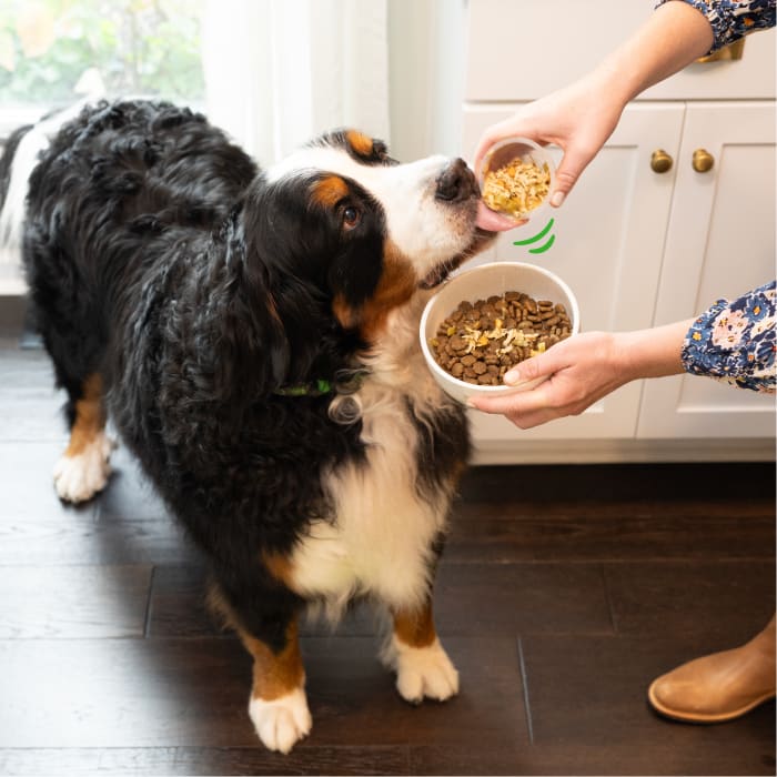 Greenies Smart Topper Wet Mix-In for Dogs Chicken, Green Beans & Sweet Potatoes Recipe 2oz (Pack of 10)