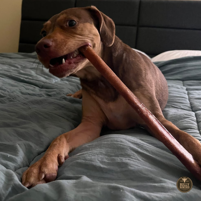 Bully Bunches 12 Inch Thick Bully Stick
