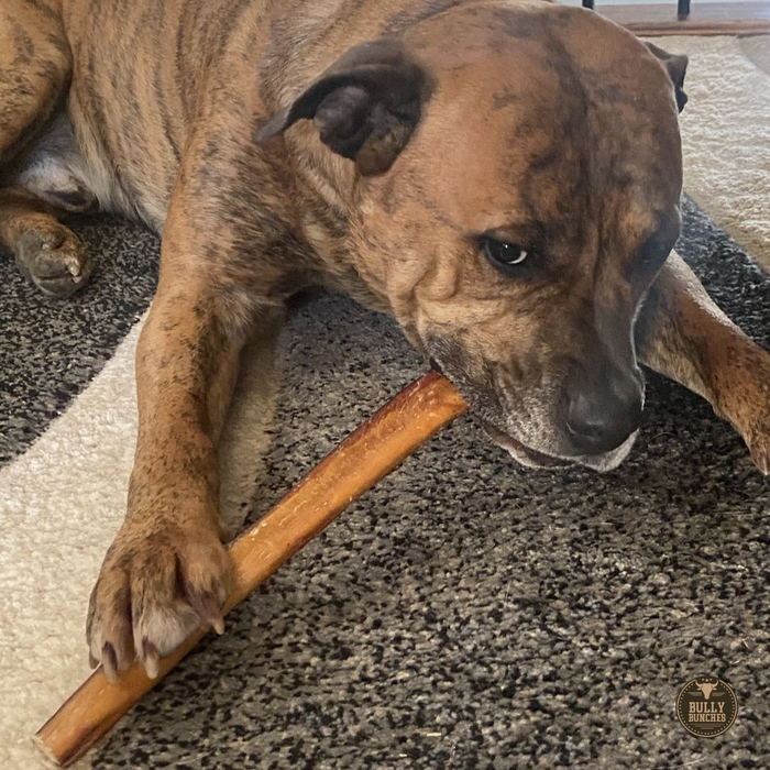 Bully Bunches 12 Inch Thick Bully Stick
