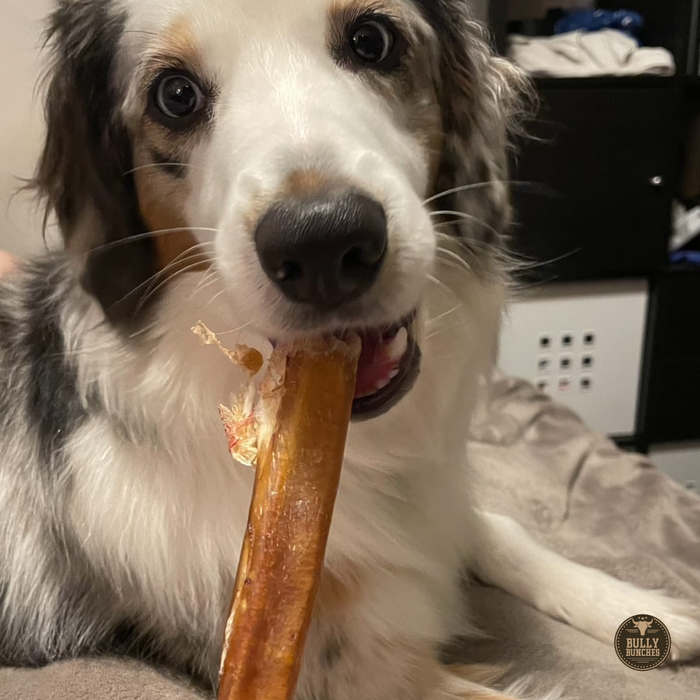 Bully Bunches 12 Inch Thick Bully Stick