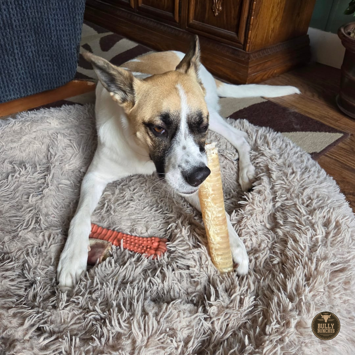 Bully Bunches 12 Inch Beef Trachea