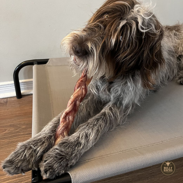 Bully Bunches 12 Inch Jumbo Braided Bully Stick