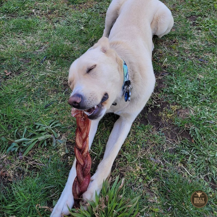 Bully Bunches 12 Inch Jumbo Braided Bully Stick
