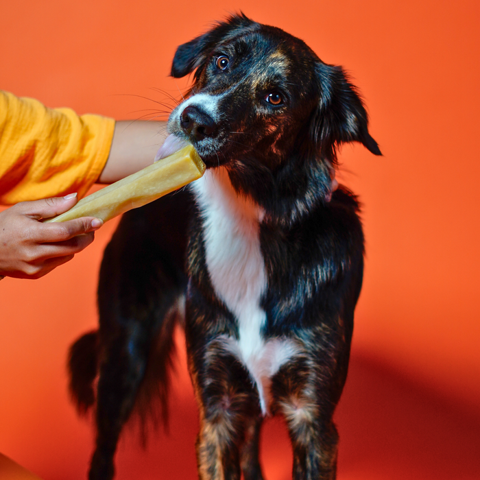 Yak9 Chews Pumpkin Cheese Chews for Dogs - 3 - Image 25