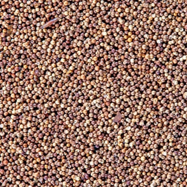 San Francisco Bay Brand Brine Shrimp Eggs 80g