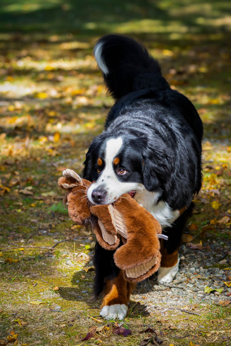 HuggleHounds Maple Moose X-Brace™ Durable Plush Dog Toy