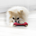 KONG Goodie Bone Dog Toy SM - 3 - Image 11