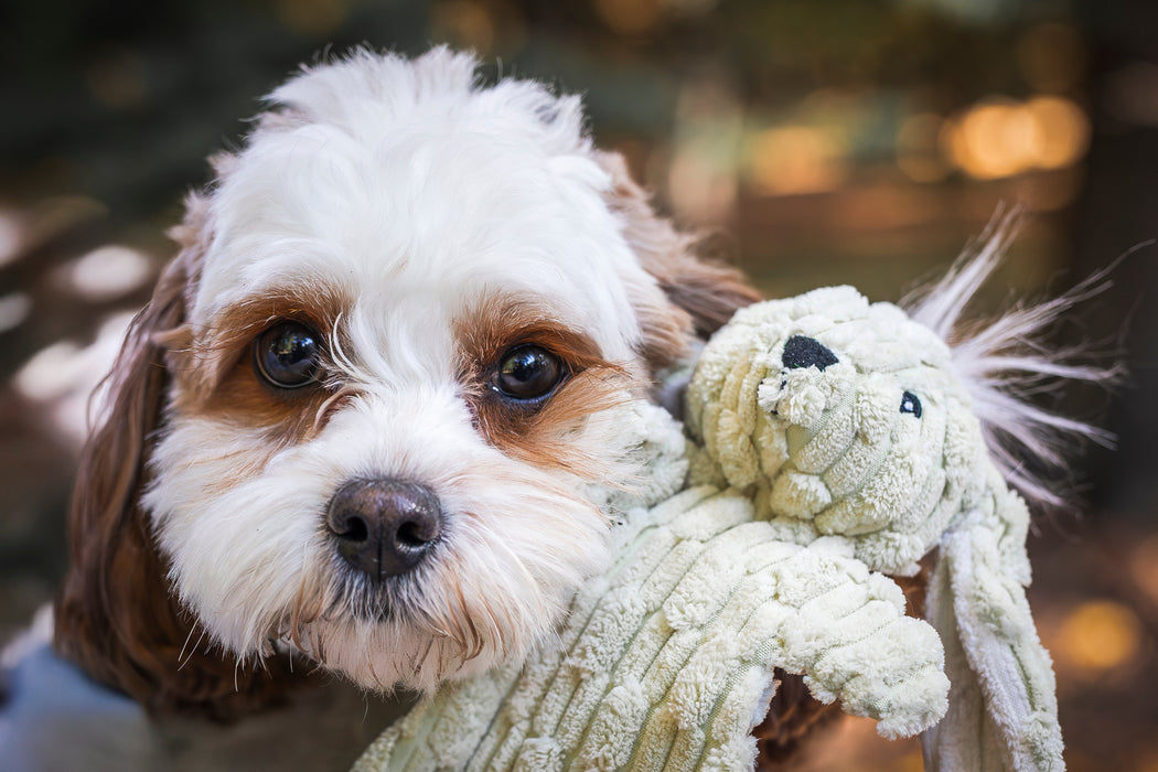 HuggleHounds Barnyard HuggleFlatties™ Assorted Durable Plush Dog Toys (Pack of 3)