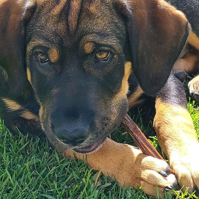 Bully Bunches 6 Inch Beef Jerky Stick