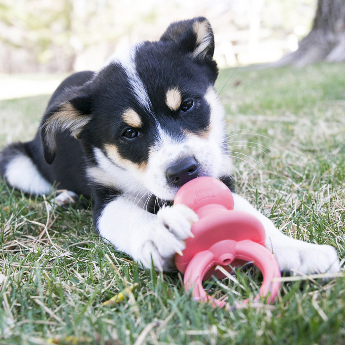 KONG Binkie Puppy Toy Assorted SM - 12 - Image 15