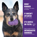 KONG Senior Dog Toy SM - 6 - Image 11