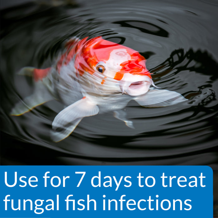 API Pond Pimafix Antifungal Pond Fish Infection Remedy 16 oz