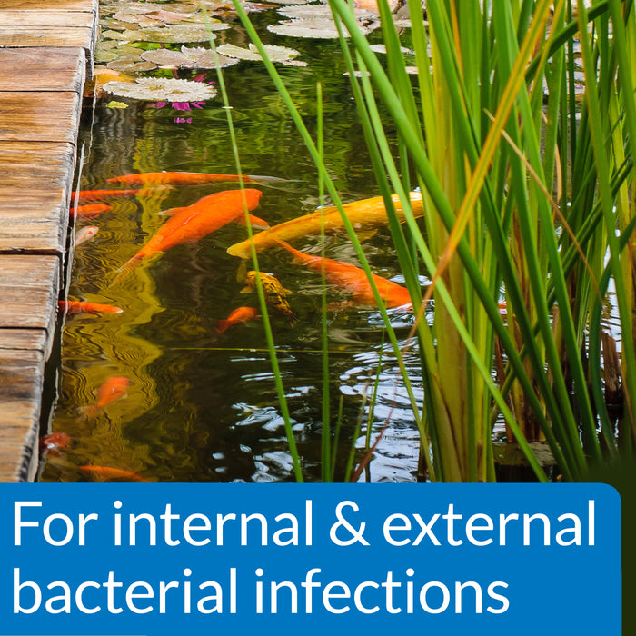 API Pond Pimafix Antifungal Pond Fish Infection Remedy 16 oz