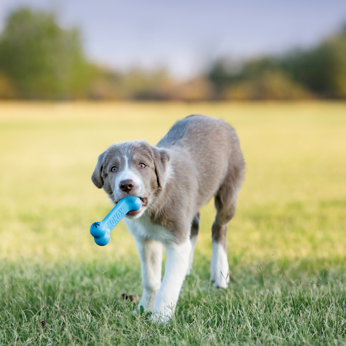 KONG Goodie Bone Puppy Toy Assorted SM - 10 - Image 15