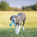 KONG Goodie Bone Puppy Toy Assorted SM - 10 - Image 15